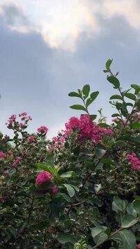 Beautiful pink crepe myrtle flowers blooming in the garden