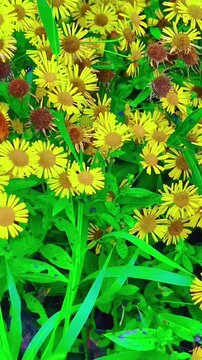 Beautiful vibrant yellow flowers in a green summer meadow