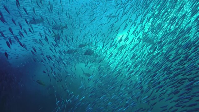 Large school of small bait fish swimming in deep blue ocean water