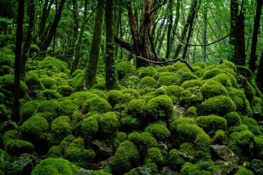 山犬嶽の苔