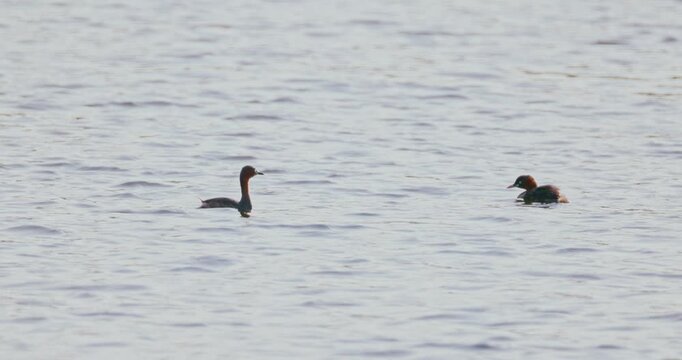 Little grebes (Tachybaptus ruficollis) swimming on calm lake water, natural bird behavior in wetland habitat, wildlife documentary style, slow motion.