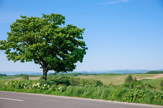 Lonely Seven Stars Tree standing by the roadside on rolling green hill with majestic snow-peaked Tokachidake mountain range under clear blue sky during summer in Biei, Hokkaido, Japan.