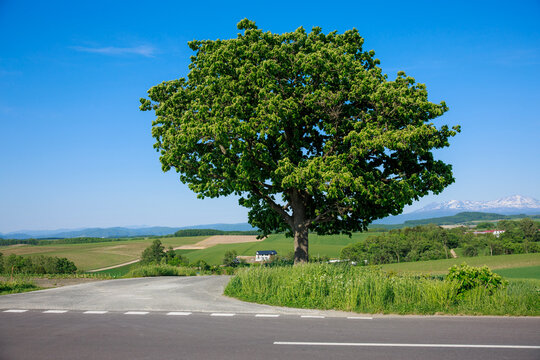 Lonely Seven Stars Tree standing by the roadside on rolling green hill with majestic snow-peaked Tokachidake mountain range under clear blue sky during summer in Biei, Hokkaido, Japan.