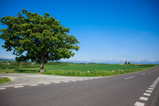 Lonely Seven Stars Tree standing by the roadside on rolling green hill with majestic snow-peaked Tokachidake mountain range under clear blue sky during summer in Biei, Hokkaido, Japan.