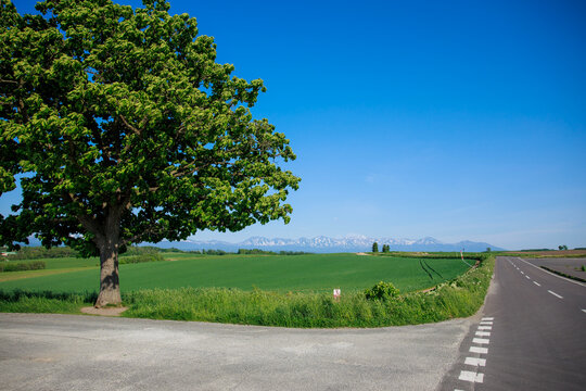 Lonely Seven Stars Tree standing by the roadside on rolling green hill with majestic snow-peaked Tokachidake mountain range under clear blue sky during summer in Biei, Hokkaido, Japan.