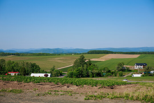 Nature around Lonely Seven Stars Tree standing by the roadside on rolling green hill with majestic snow-peaked Tokachidake mountain range under clear blue sky during summer in Biei, Hokkaido, Japan.