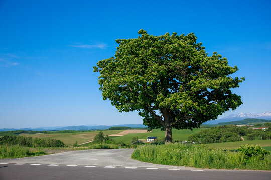 Lonely Seven Stars Tree standing by the roadside on rolling green hill with majestic snow-peaked Tokachidake mountain range under clear blue sky during summer in Biei, Hokkaido, Japan.