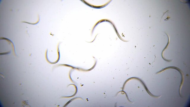 Multiple nematode roundworms wriggling in a water drop under 40x brightfield microscopy