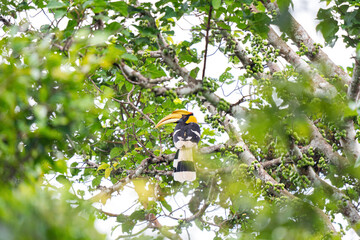 Great Hornbill in the wild © FotoSkill