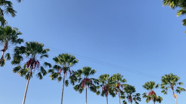 Tropical palm trees lining a clear blue sky landscape view IMG 1824 nature scene