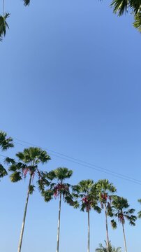 Low Angle View of Tropical Palm Trees Against a Bright Clear Blue Sky IMG 1825