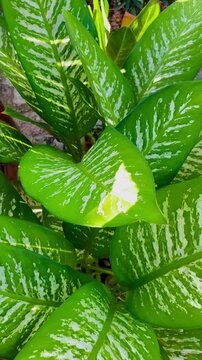 Top View of Variegated Tropical Houseplant Leaves IMG 1838 Nature Decoration