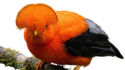 Fototapeta premium Vibrant Andean Cock-of-the-rock bird perched on branch. Exotic orange tropical bird with fan-shaped crest. South American wildlife photography.