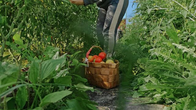 Wicker basket with ripe red and orange tomatoes placed on the ground among green tomato plants in a garden setting, harvest season, fresh produce, organic farming.