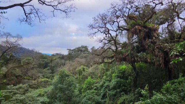 Dense Yungas cloud forest fills the frame with layered green canopy and moss-covered tree branches under a cloudy sky in the Andes Mountains of northwest Argentina.