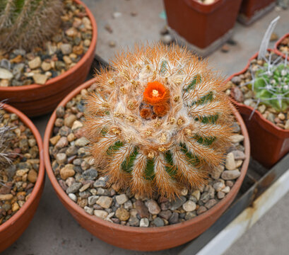 Cactus Parodia penicillata with a bright orange flower on its fluffy crown