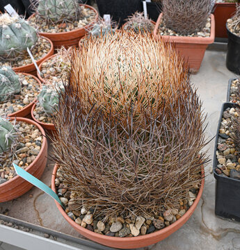 Eriosyce aurata (commonly known as the Sandillon or Chilean barrel cactus)