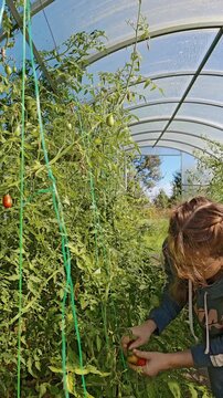 Woman crouching among tomato plants inside a greenhouse to pick vegetables at a lower level, detailed harvest scene, organic vegetable farming, greenhouse cultivation.