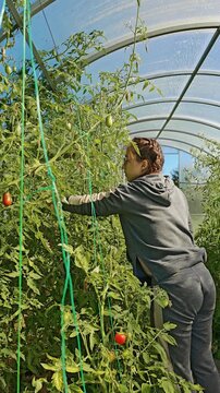 Woman reaching up to pick ripe tomatoes from tall plants inside a greenhouse, overhead harvest scene, organic greenhouse farming, vegetable cultivation lifestyle.