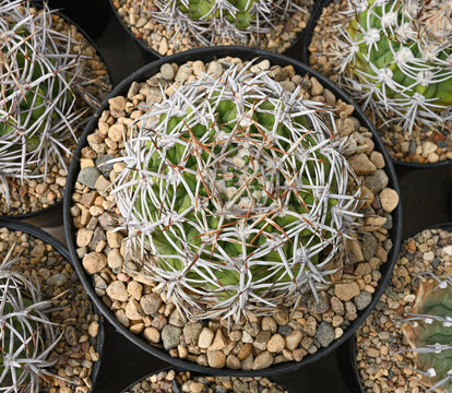 Gymnocalycium ferocior cactus with a dense lattice of curved thorns.