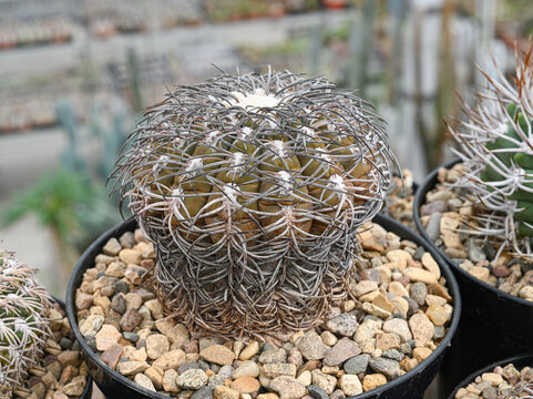 Gymnocalycium spegazzinii cactus covered with thick spines