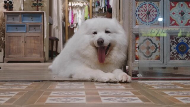 Cute fluffy white dog suffering from heat in summer, lying on floor in house. Love to animals, care about domestic pets, relax in hot day, air conditioner for cooling in abnormal heat in vacation