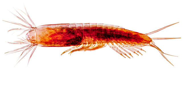 Microscopic view of a translucent red crustacean with segmented body and antennae, isolated on transparent background