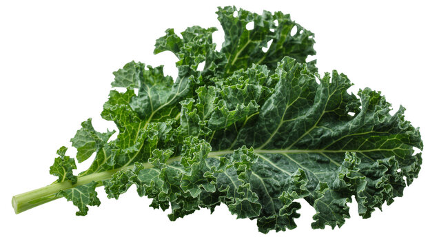 Fresh green curly kale leaf with textured surface, isolated on transparent background