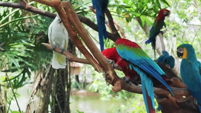 Exploring unique animal world of Asia, parrots in rainforest, green-winged macaw . Birdwatching and tourism, enjoy nature, amazing birds relaxing in hot summer day in shadows, discovery planet