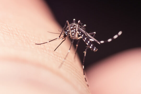 Aedes mosquito biting human skin transmitting disease