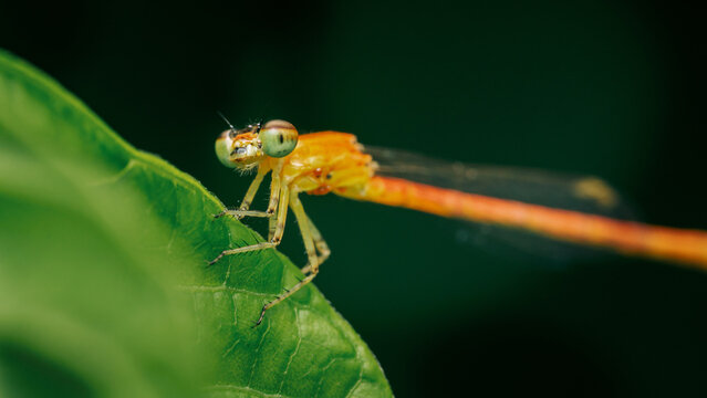 Orange damselfly resting on green leaf eating