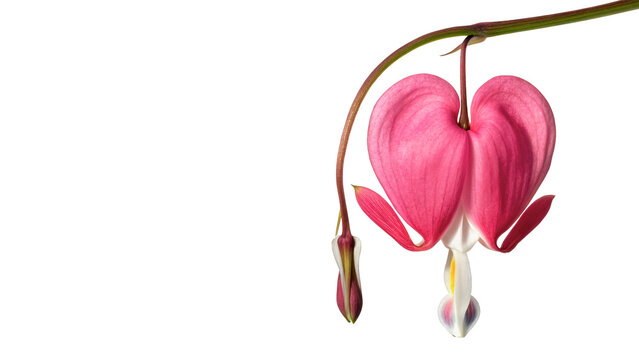 Beautiful pink bleeding heart flower blossom dicentra isolated on transparent background.