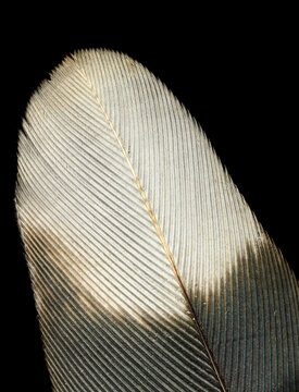 Feather still life close-up showing design patterns and textures of bird feathers used for protection and flight natural engineering