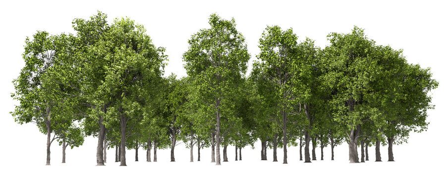 Evergreen woods standing line cutout on transparent backgrounds 3d illustrations png