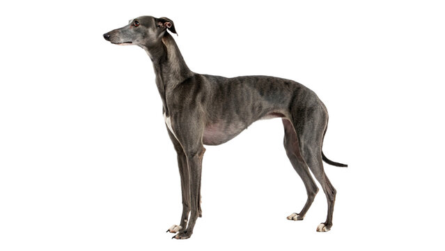 Sleek purebred greyhound dog standing in profile isolated on transparent background.