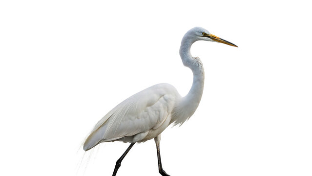 Elegant white heron egret bird standing isolated on transparent background.