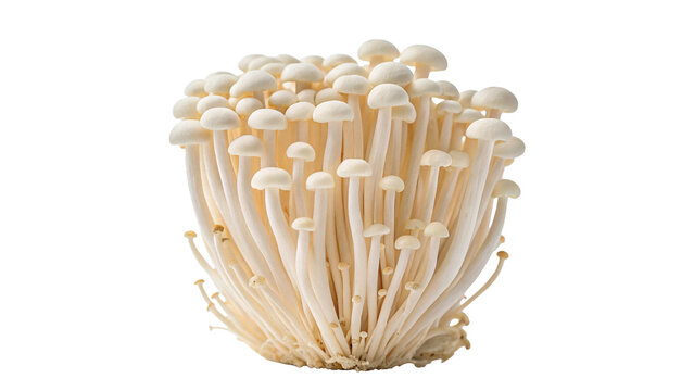 Bunch of raw fresh white enoki mushrooms isolated on transparent background.