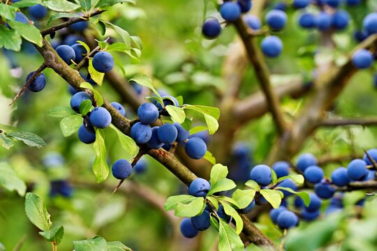Fruits of the blackthorn (Prunus spinosa), Canton of Aargau, Switzerland