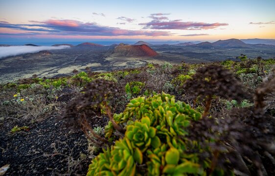 Picturesque volcanic landscape with volcanic craters and lava fields at sunrise, succulent (Aeonium arboreum), Caldera Colorada volcano, Parque Natural de Los Volcanes, Lanzarote, Canary Islands, Spain