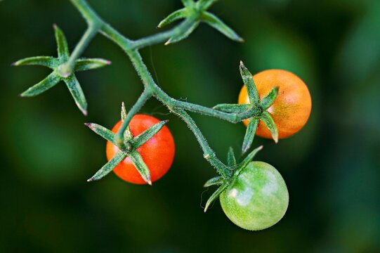 Cherry tomato (Solanum lycopersicum), Canton of Aargau, Switzerland