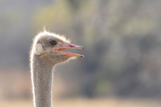 South african ostrich (Struthio camelus australis) adult male bird in a savannah grassland, Limpopo, South Africa