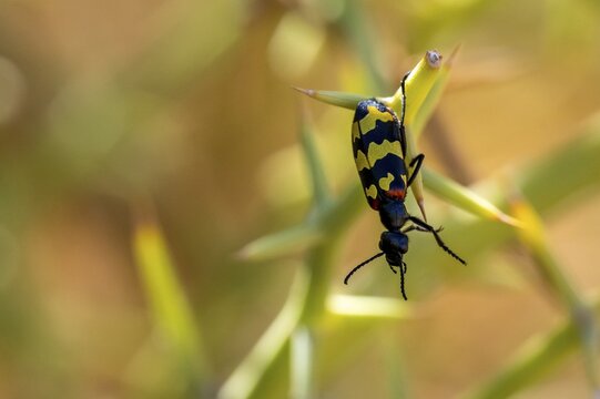 Zigzag Blister Beetle (Hycleus zigzagus), Namib Desert, Namib Naukluft Park, Namibia