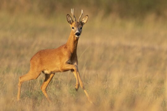 European roe deer (Capreolus capreolus), buck, male, Vechta, Lower Saxony, Germany