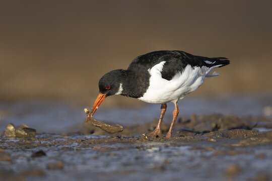 Eurasian oystercatcher (Haematopus ostralegus) adult bird feeding on a mussel shell on coastal mudflat, Norfolk, England, United Kingdom