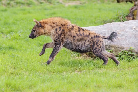 An adult female Spotted Hyena (Crocuta crocuta) runs across a green meadow