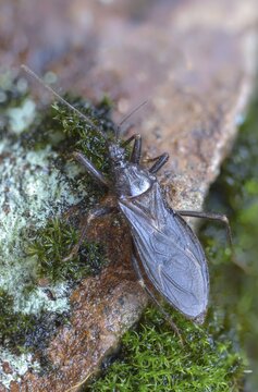 Large predatory bug, heteroptera, Reduviidae, Reduvius personatus, dust bug, high size, portrait format, insects, masked hunters, predatory bugs, bedbugs