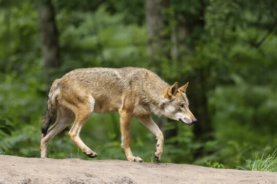 European gray wolf (Canis lupus), adult creeping on a hill, captive