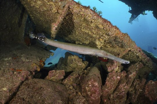 An Atlantic cornetfish (Aulostomus strigosus) swimming through the remains of a shipwreck, dive site Wreck of the Condesito, Las Galletas, Tenerife, Canary Islands, Spain