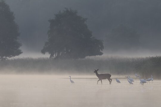 On its way through a pond, the red deer (Cervus elaphus) encounters a group of hunting great egrets (Ardea alba), encounter, morning mist, mystical, rutting season, deer rutting, September, Germany