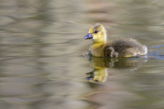 Gosling of a Greylag goose (Anser anser) swimming in water, Lower Saxony, Germany